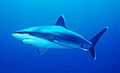 Silvertip shark
