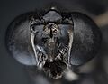 Soldier fly black head