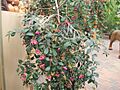 Syzygium oleosum2