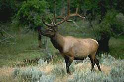 Archivo:USDA Elk