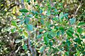 Xylosma tweediana 331818651