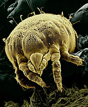 Archivo:Yellow mite (Tydeidae) Lorryia formosa 2 edit