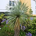 Yucca rostrata-IMG 6508