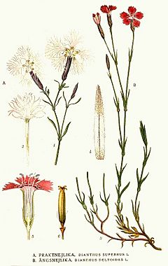 Archivo:344 Dianthus deltoides, Dianthus superbus