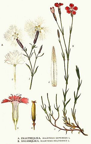 Archivo:344 Dianthus deltoides, Dianthus superbus