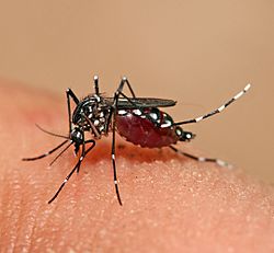 Archivo:Aedes aegypti feeding