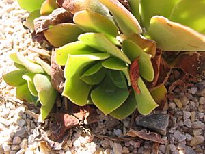 Archivo:Aeonium virginium habito