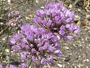 Archivo:Allium angulosum (Alliaceae) flowers