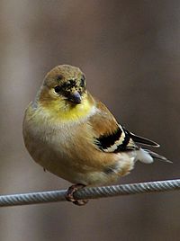 Archivo:American goldfinch winter f