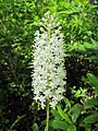Amianthium muscitoxicum Lackawanna