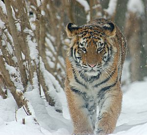 Archivo:Amur Tiger Panthera tigris altaica Cub 2184px