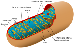 Archivo:Animal mitochondrion diagram es