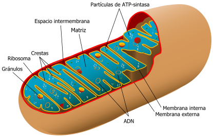 Archivo:Animal mitochondrion diagram es