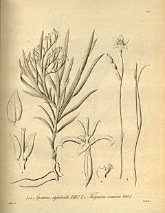 Apostasia wallichii (as Apostasia stylidioides) - Thelymitra cornicina - Xenia 2-196 (1874).jpg