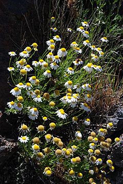 Archivo:Argyranthemum adauctum subsp palmensis