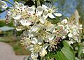 Aronia arbutifolia 'Brilliantissima' - United States Botanic Garden - DSC09472