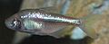 Astyanax fasciatus (Mexican blind cavefish) 1 (15719439215)