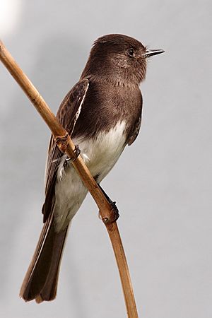 Black phoebe sayornis nigricans.jpg
