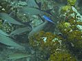 Blue Chromis