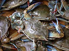 Archivo:Blue crab on market in Piraeus - Callinectes sapidus Rathbun 20020819-317