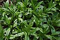 Bottle Gentian Gentiana clausa Leaves 3008px