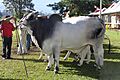 Brahman (EMAPA) 110307 REFON 2