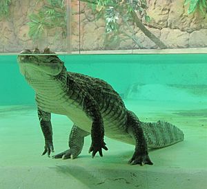 Archivo:Caiman crocodilus Tropicario 2