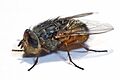 Calliphora augur whitebackground