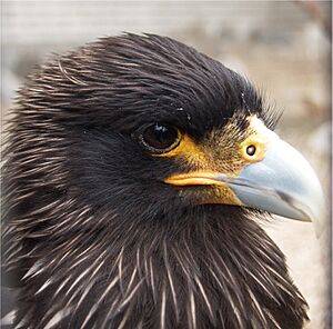 Archivo:Caracaraaustral