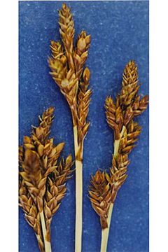 Carex brunnescens.jpg