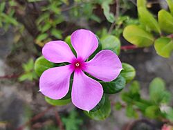 Catharanthus in Rajshahi, Bangladesh.jpg