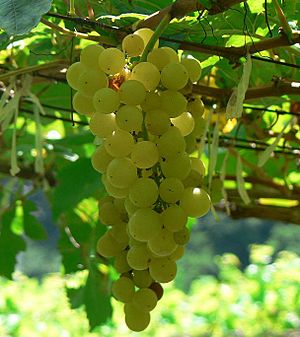Archivo:Chenin blanc grapes