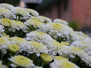 Archivo:Chrysanthemum Bunch Closeup 3264px