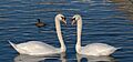 Cisne (Cygnus olor) en el Palacio de Nymphenburg, Múnich, Alemania35