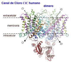 Archivo:ClC-1 humano Estructura