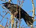 Corvus corax in Akureyri 4