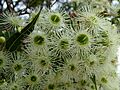 Corymbia gummifera