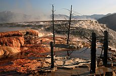 Archivo:Dead trees at Mammoth Hot Springs