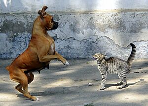 Archivo:Dog and cat showing fight or flight responses