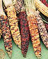 Ears of multicolored corn