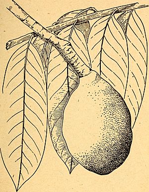 Archivo:Edible and poisonous plants of the Caribbean region (1944) (21137480046)