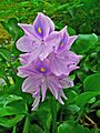 Eichhornia crassipes 002