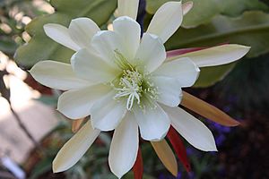 Archivo:Epiphyllum crenatum Chichicastenango (4714573168)