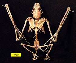 Archivo:Eptesicus fuscus skeleton