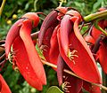 Erythrina crista-galli 05 ies