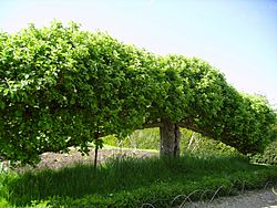 Archivo:Espalier fruit tree at Standen, West Sussex, England May 2006