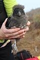 Fledgling (9557141191)
