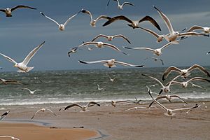 Archivo:Flock of gulls - various species