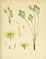 Flora Antarctica Plate LXXXV