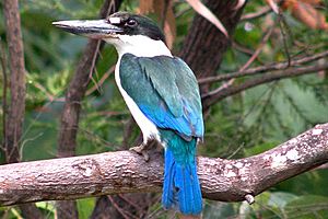 Archivo:Forest Kingfisher2